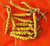 Cordyceps Extract Manufacturer