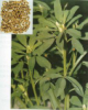 Fenugreek Seed Extract Manufacturer