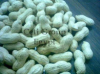 Peanuts Exporter