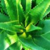Aloe Vera Products Supplier