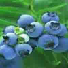 Blueberry Anthocyanin     