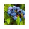 Blueberry Anthocyanin Suppliers